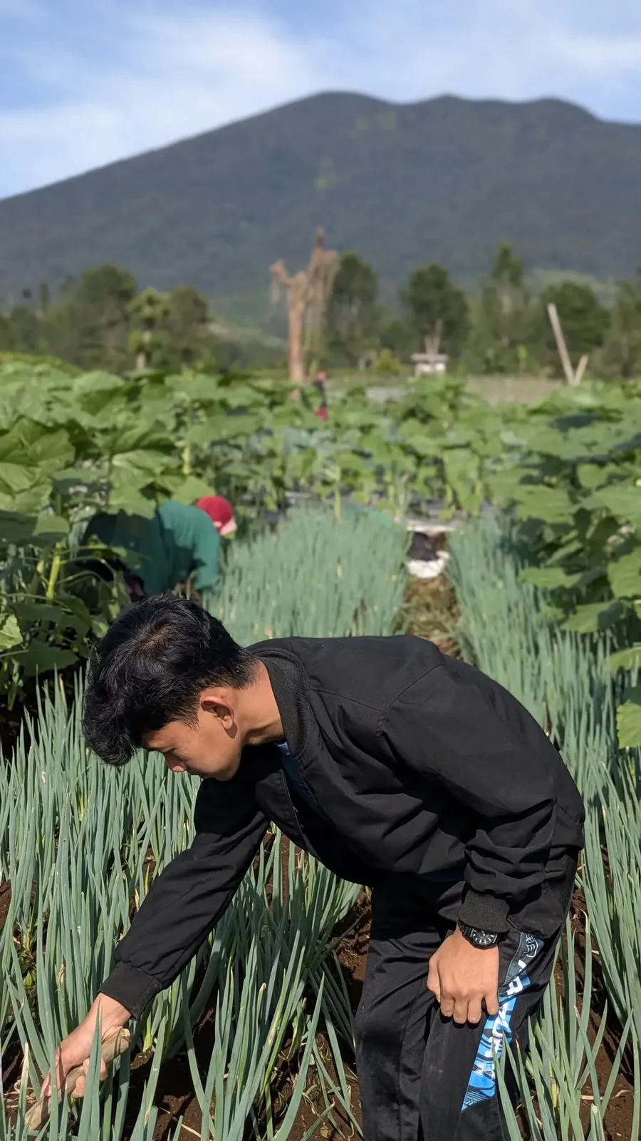 Agricultural Fieldwork & Land Maintenance